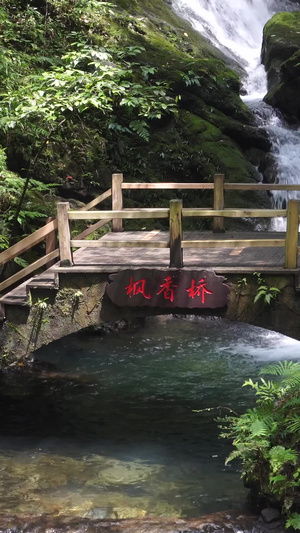 国家级森林地质公园重庆黑山谷仿古栈道重庆低碳旅游31秒视频