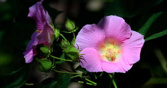 木芙蓉花1视频