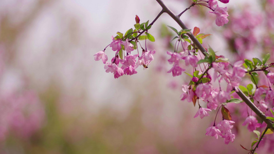 樱花视频