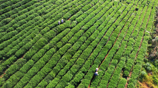 航拍农业生产制造茶园茶树采茶4k素材[大批量生产]视频