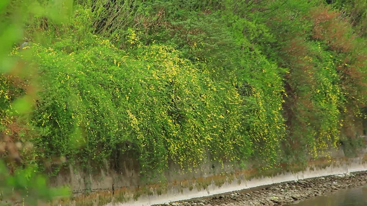 春风中摇摆的迎春花视频