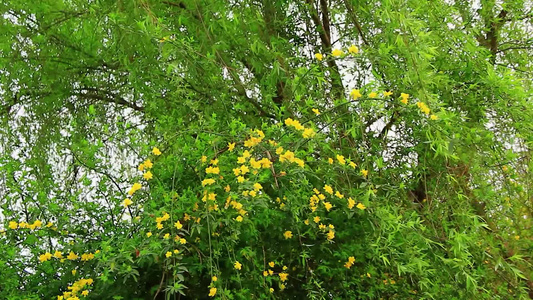 春风中摇摆的迎春花视频