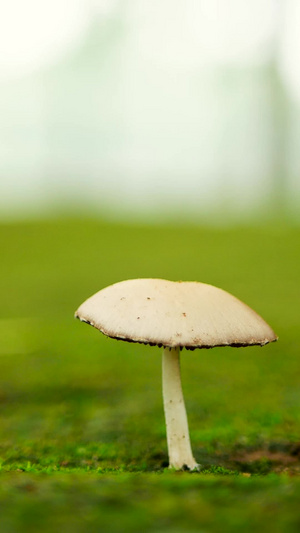野蘑菇微距虚景实拍69秒视频