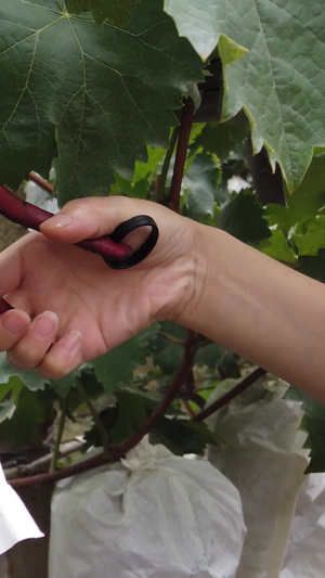 葡萄种植区采摘39秒视频