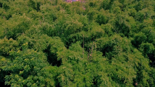 竹林湖心廊桥绿色植物竹子丛林航拍大景视频