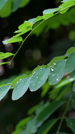 下雨树叶高清雨滴实拍空镜合集树叶落雨30秒视频