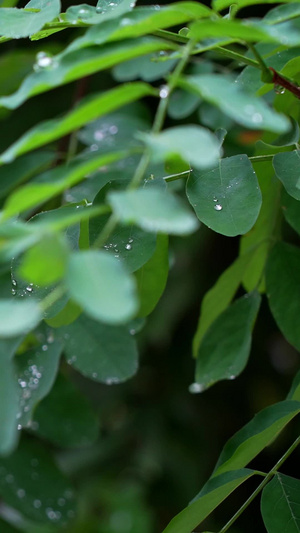 下雨树叶高清雨滴实拍空镜合集树叶落雨30秒视频