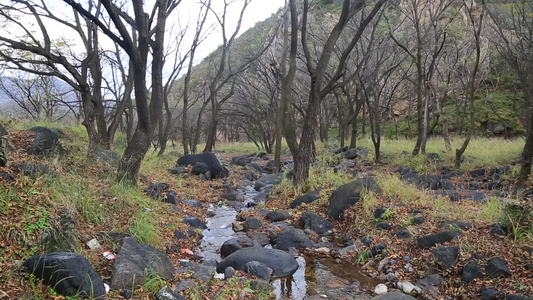 森林山泉小溪水视频