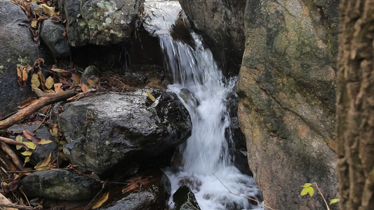 森林山泉小溪水视频