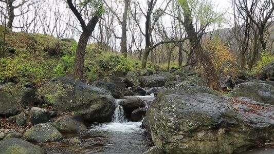 森林山泉小溪水视频