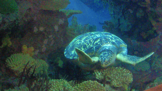 水族馆深水海龟进食 视频