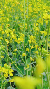 春天黄色的油菜花田春暖花开视频