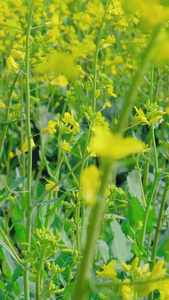 春天黄色的油菜花田春暖花开视频