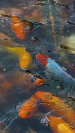 水池里的金鱼11秒视频
