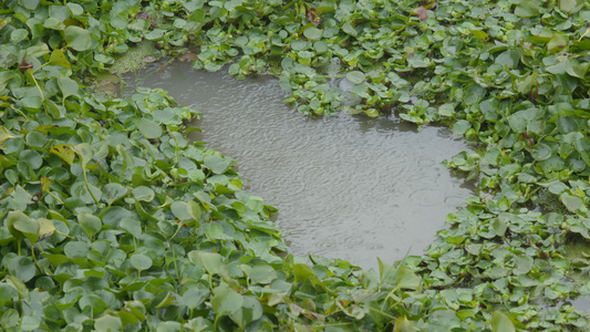 4K实拍下雨了雨中景色空镜视频