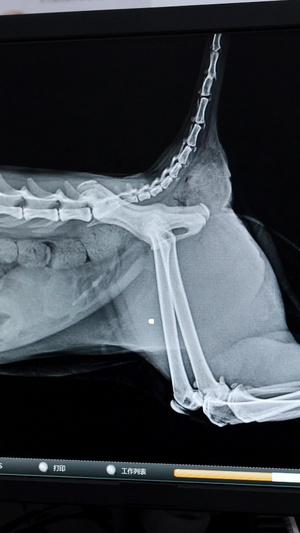 宠物x光查看宠物医院19秒视频