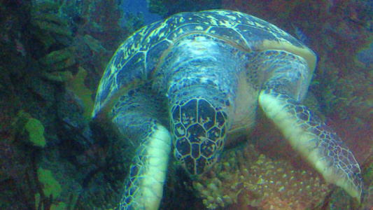 水族馆深水海龟进食 视频