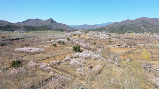 桃花盛开的地方视频