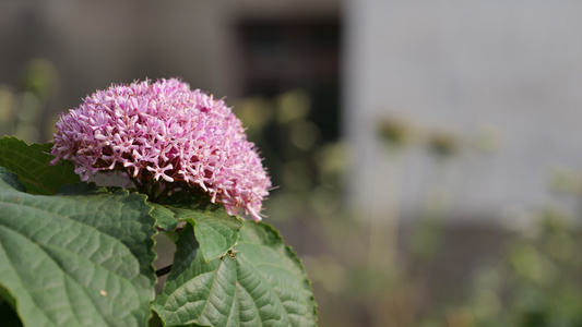 4K实拍美丽清香的花朵视频