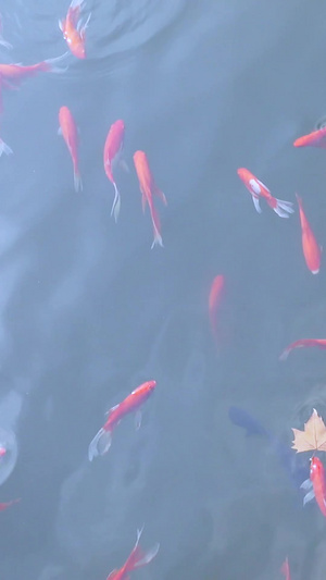 公园鱼塘水池景观鱼素材景观素材132秒视频