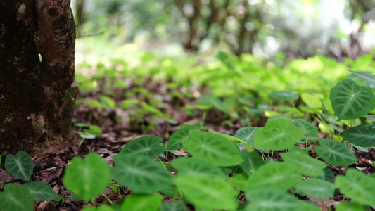 云南茶山视频