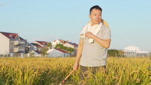 农民在稻田用镰刀收割水稻25秒视频