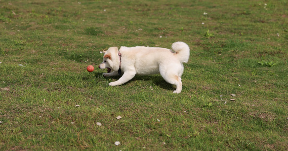 草地上的宠物狗白色柴犬视频
