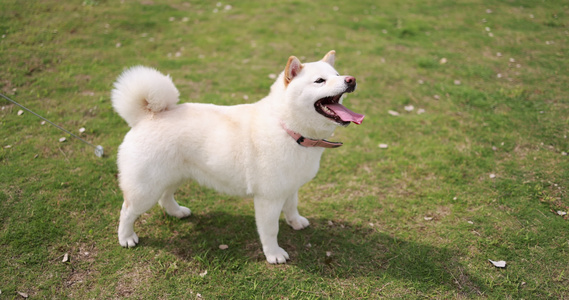 草地上的宠物狗白色柴犬视频