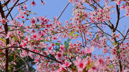 春天盛开的樱花视频