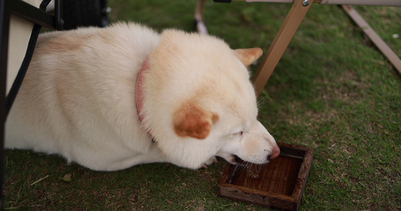 草地上的宠物狗白色柴犬视频