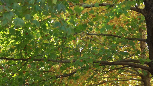 天空树木蓝天树叶风和日丽视频