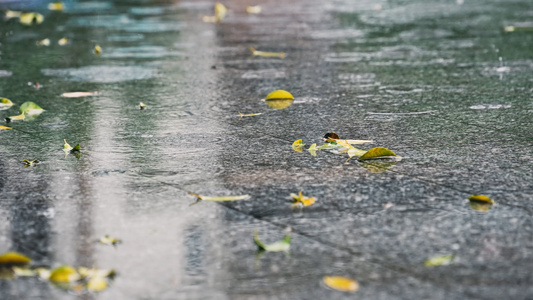 4K升格雨天地面的落叶视频