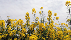 4K实拍油菜花移动镜头12秒视频