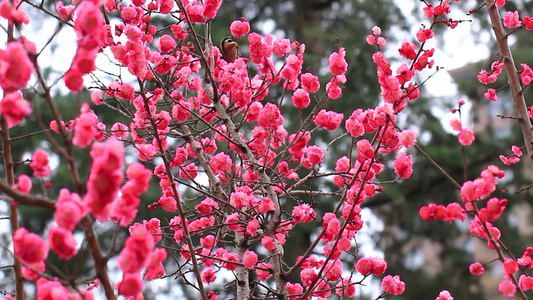 春天梅花盛开鸟儿在红梅枝头视频