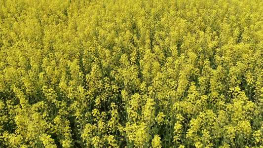 航拍美丽乡村油菜花 视频