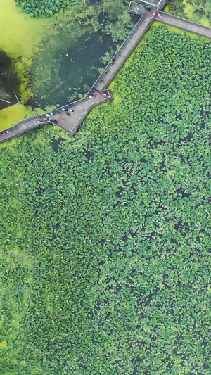 航拍城市夏天一望无垠的绿色荷花荷塘步道湖景风景素材城市风光25秒视频