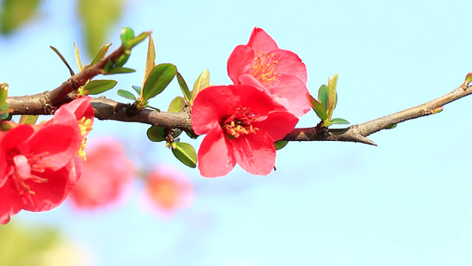 蜜蜂在春天的海棠花上采花粉视频