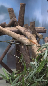 大熊猫吃竹子活化石视频