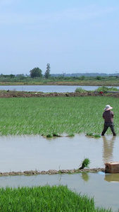 航拍农民在农田里插秧劳作秧苗视频