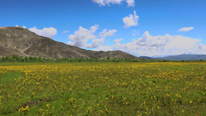 高原开满鲜花的天然牧场延时视频20秒视频