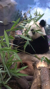 大熊猫吃竹子活化石视频