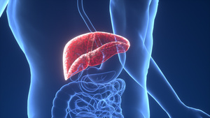 肝脏3D医学概念视频10秒视频