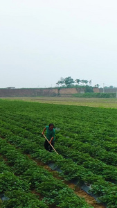 红薯种植基地航拍农作物视频