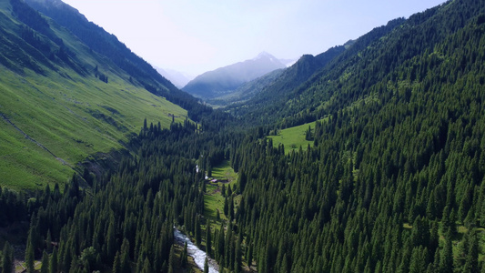新疆伊犁琼库什台航拍植被茂盛的森林杉树小溪流水夏日风光视频