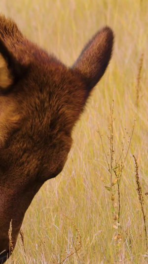 野生动物麋鹿驯鹿鹿生物多样性68秒视频