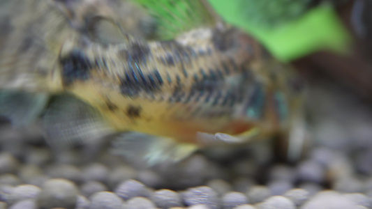 微距水族箱鼠鱼底栖鱼进食 视频