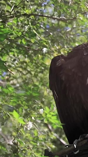 近距离多角度拍摄野生猛禽老鹰合集野生动物39秒视频
