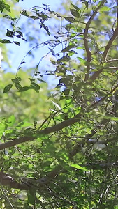近距离多角度拍摄野生猛禽老鹰合集野生动物视频