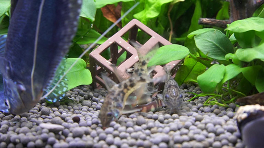 水族箱造景鼠鱼清道夫底栖鱼 视频