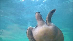 水族馆游动的大海龟26秒视频